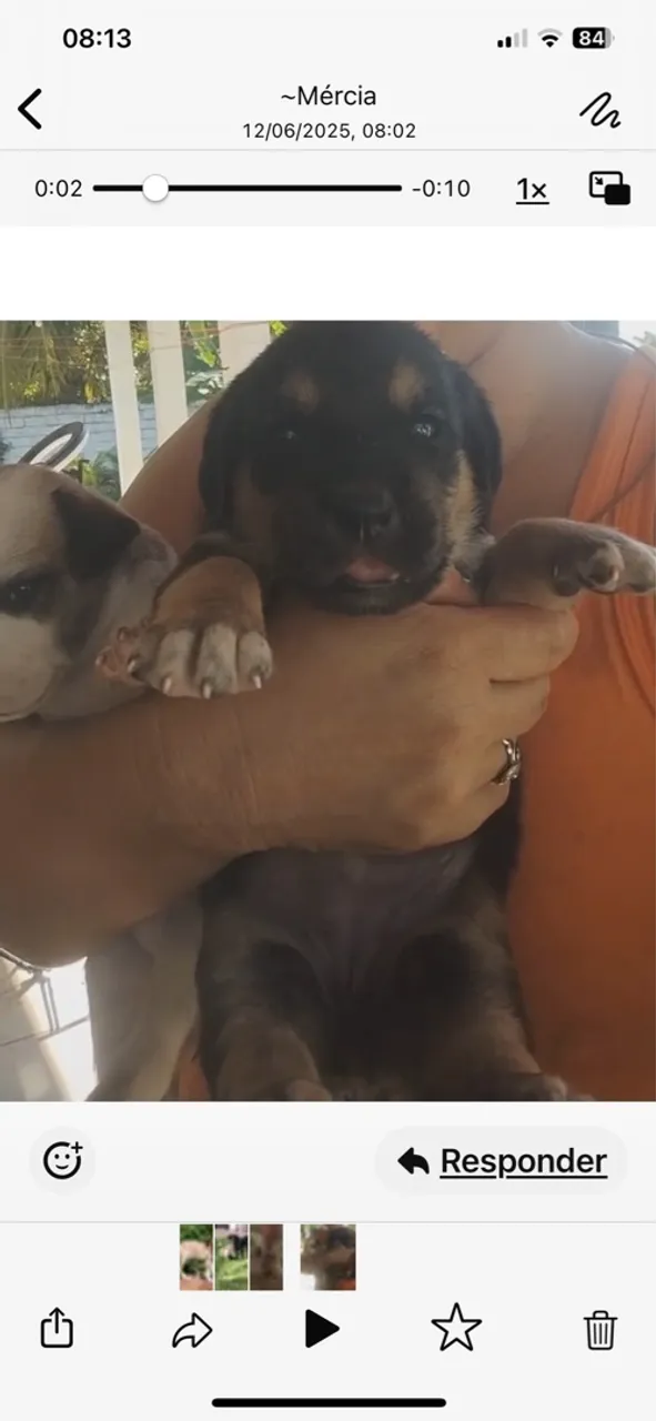 Filhote de labrador e pitbull