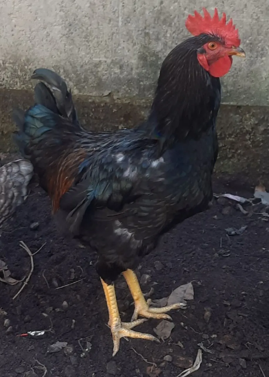 Frango