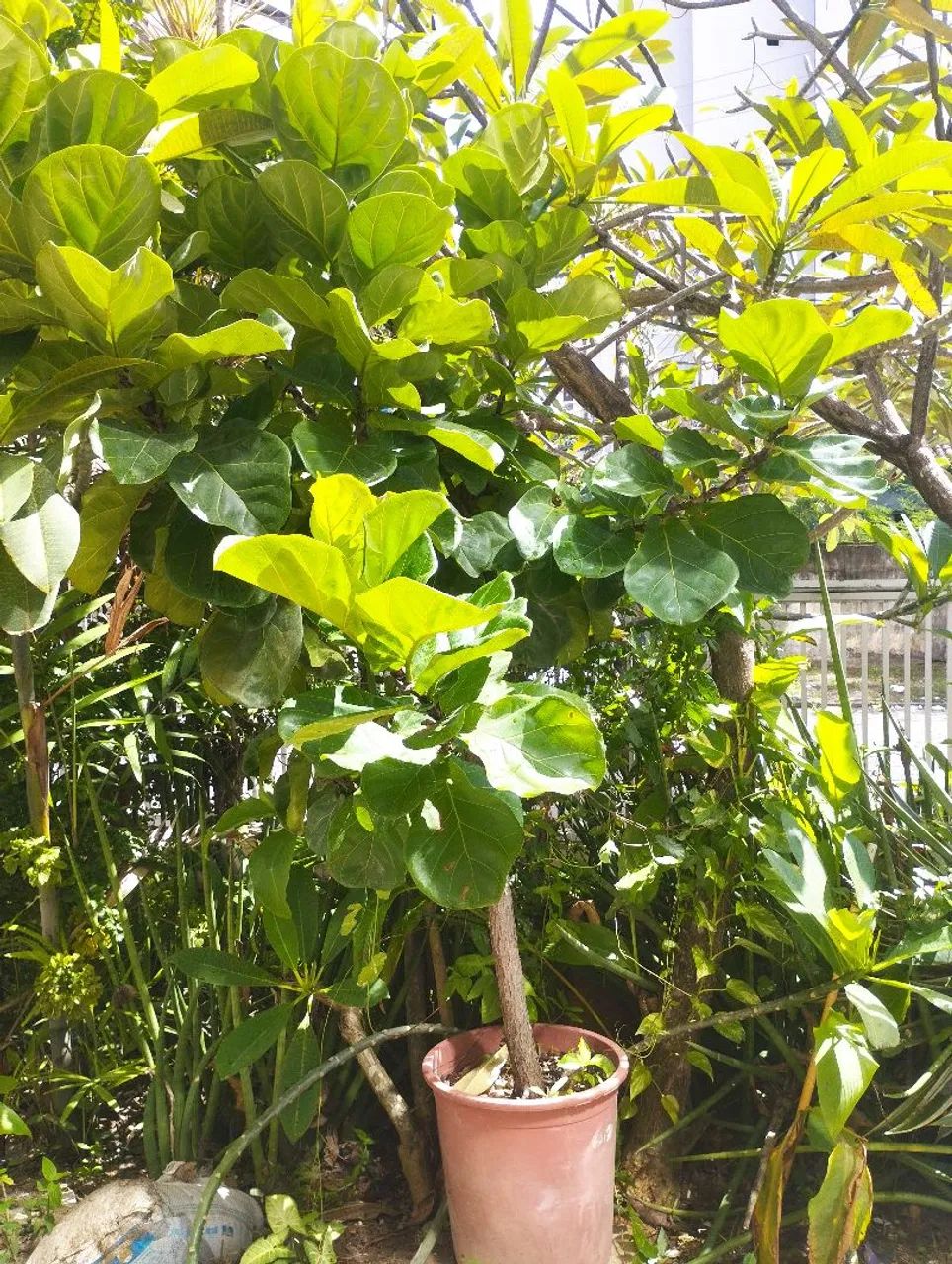 Muda de Ficus Lyrata (Figueira-lira) acompanha outras mudinhas.