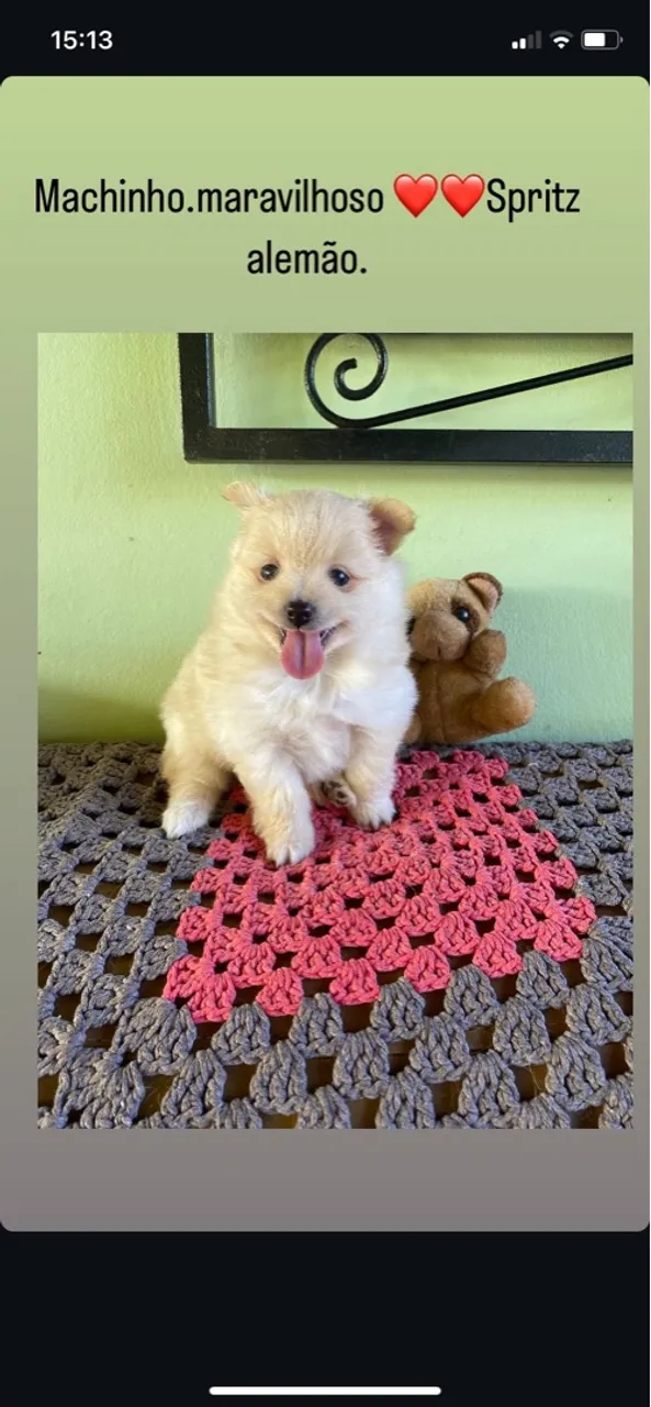 Filhote Machinho Spitz Alemão