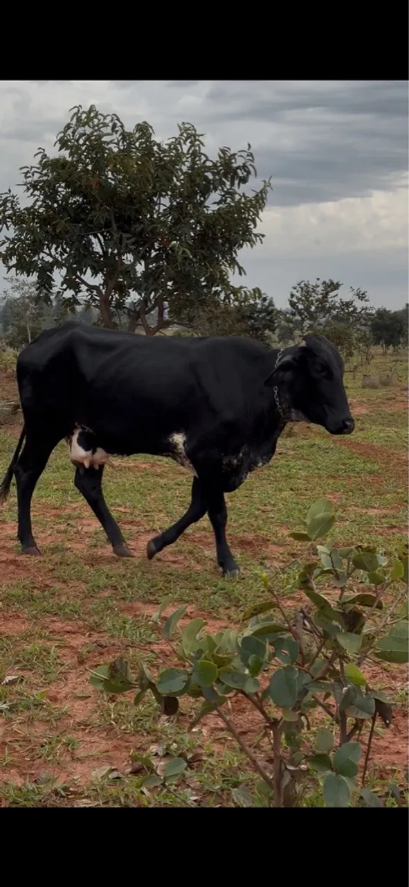 Vaca leiteira girolando