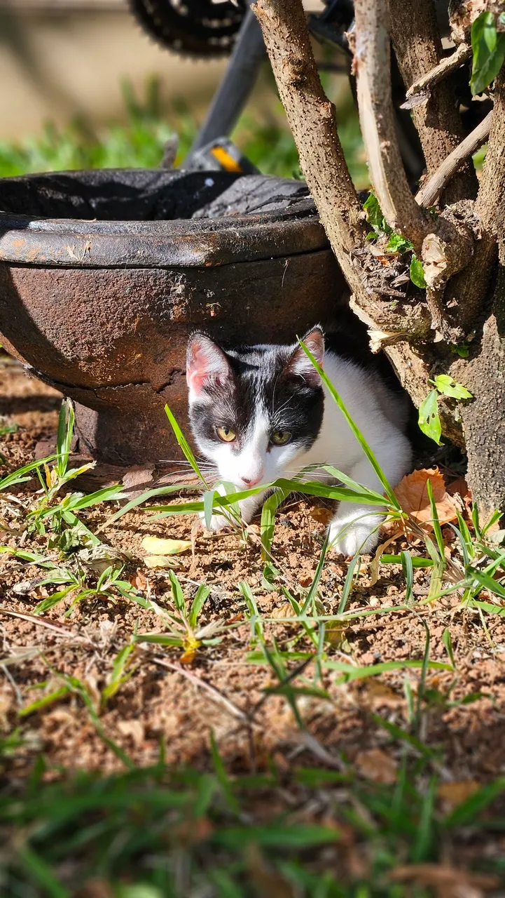 Gatinho "Óreo" 