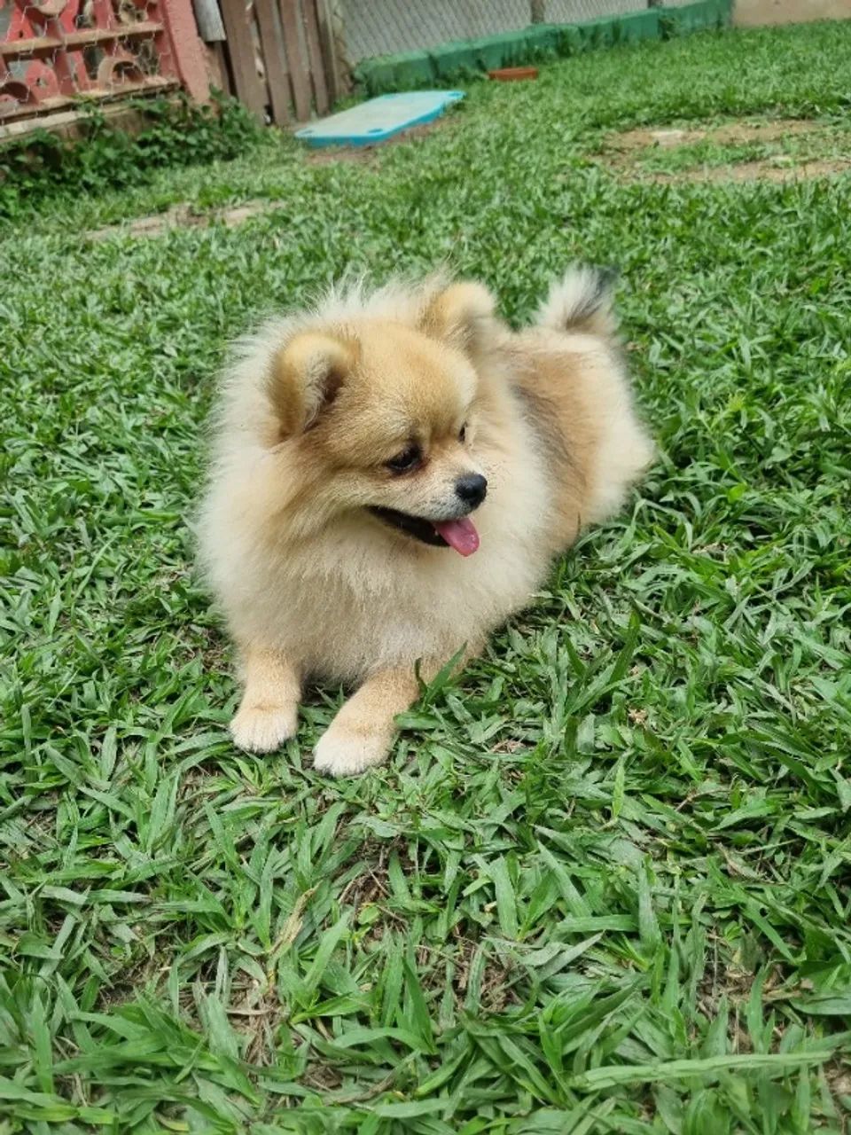 Spitz macho 9 meses