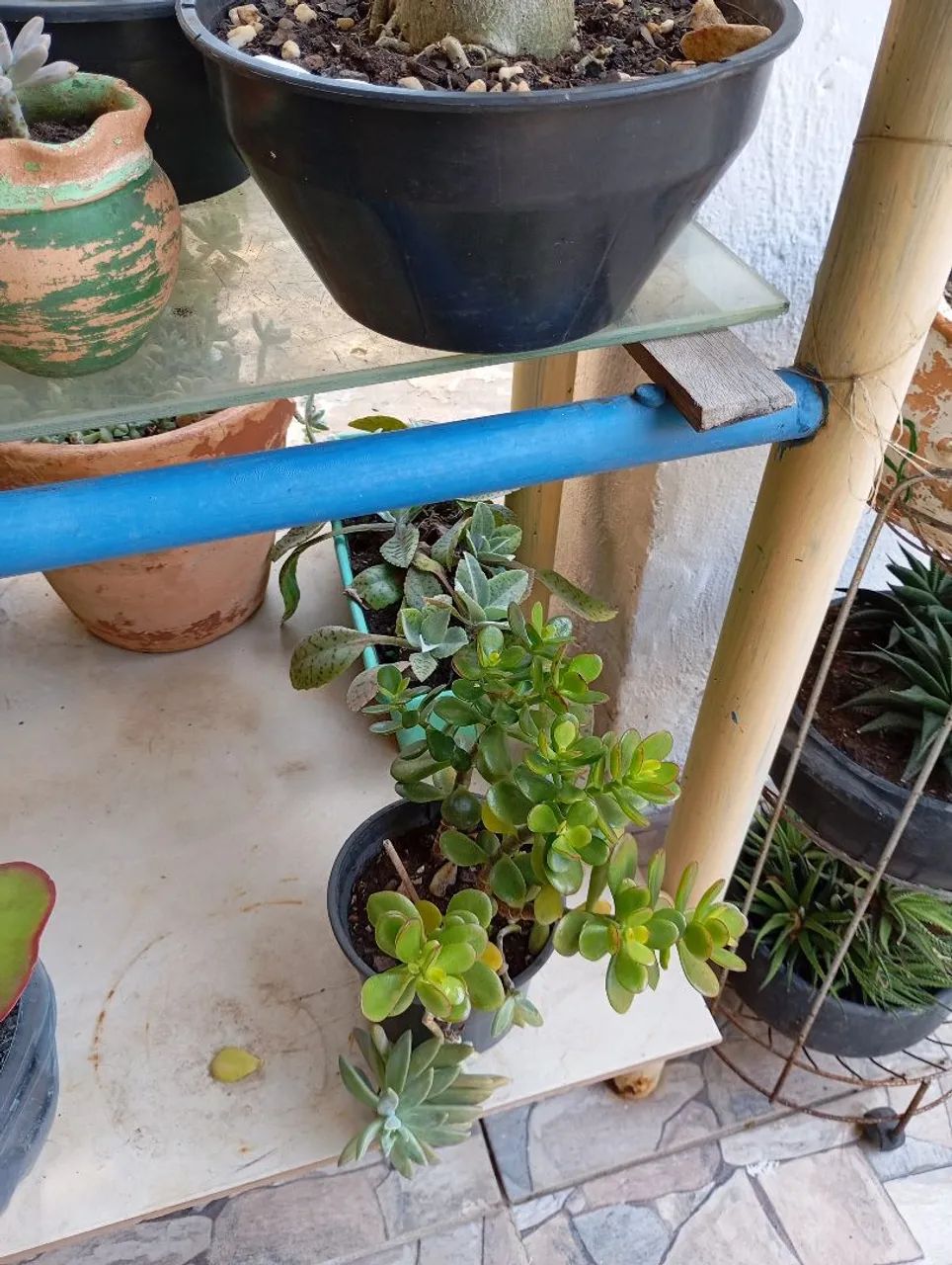 Kalanchoe Thyrisiflora - Plantas Suculenta - Foto 2