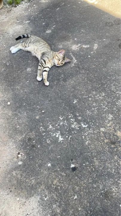 Gatinho lindo e carinhoso para adoção - Foto 2