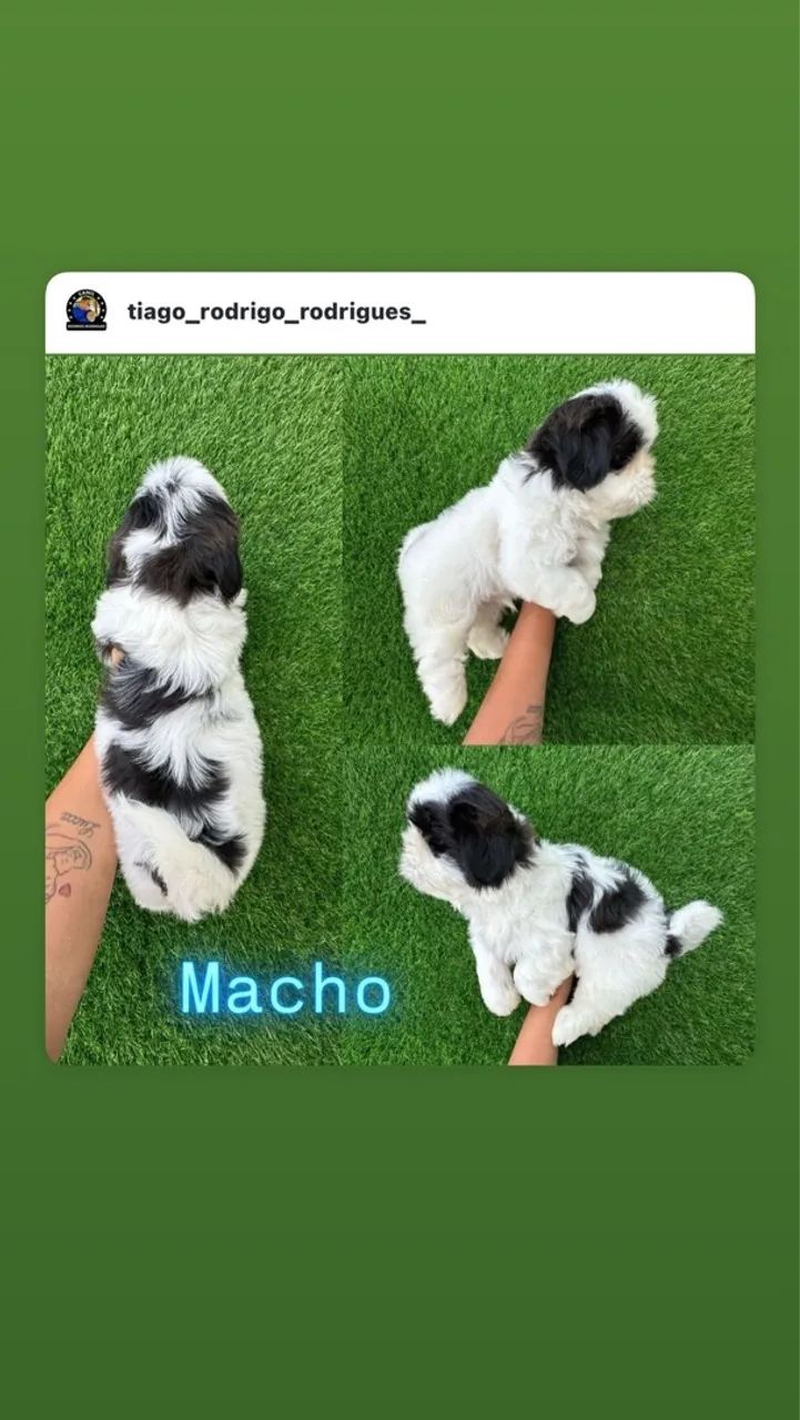 Shihtzu  macho  - Foto 6