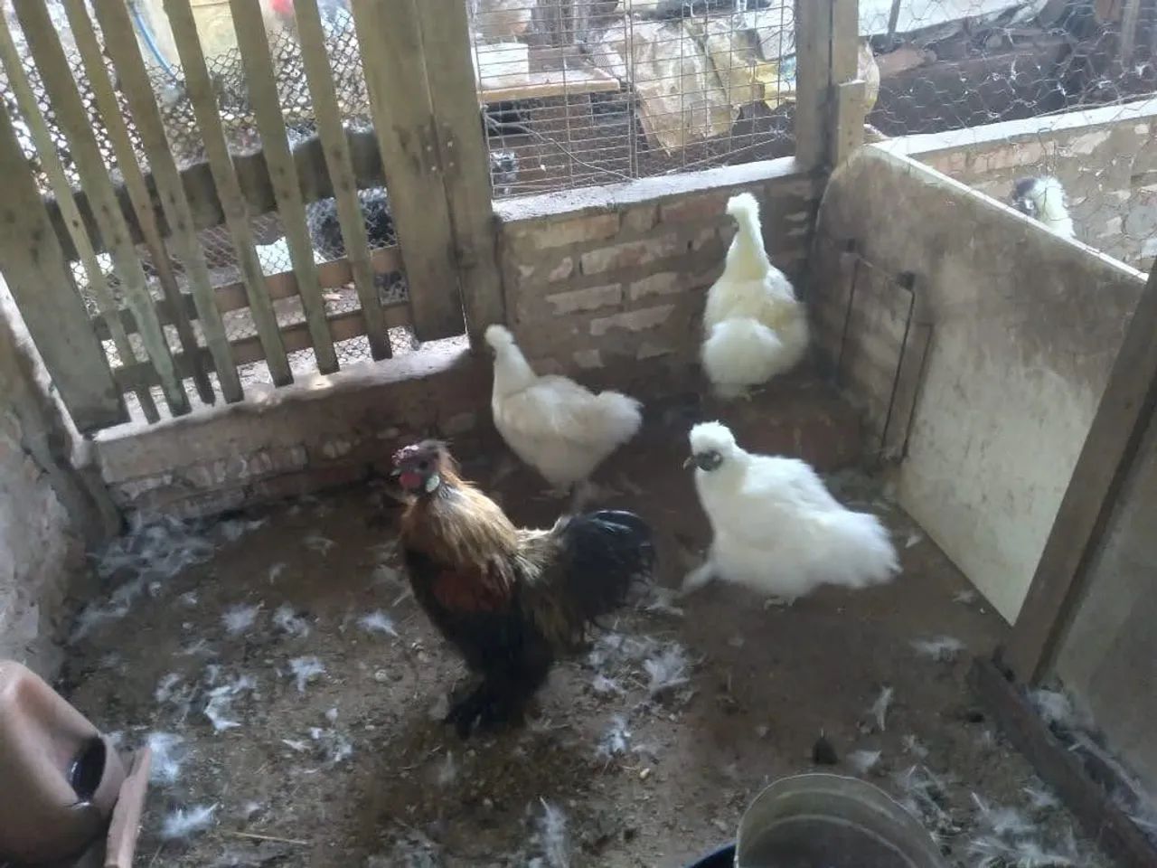 Aves - Galinhas comuns, ornamentais, marrecos e gansos - Foto 5