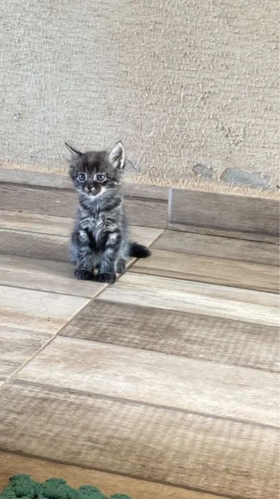 Gatinho fofinho para adoção - Foto 2