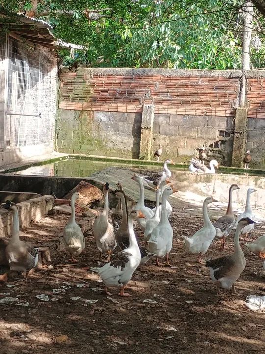 Peru e gansos  - Foto 3