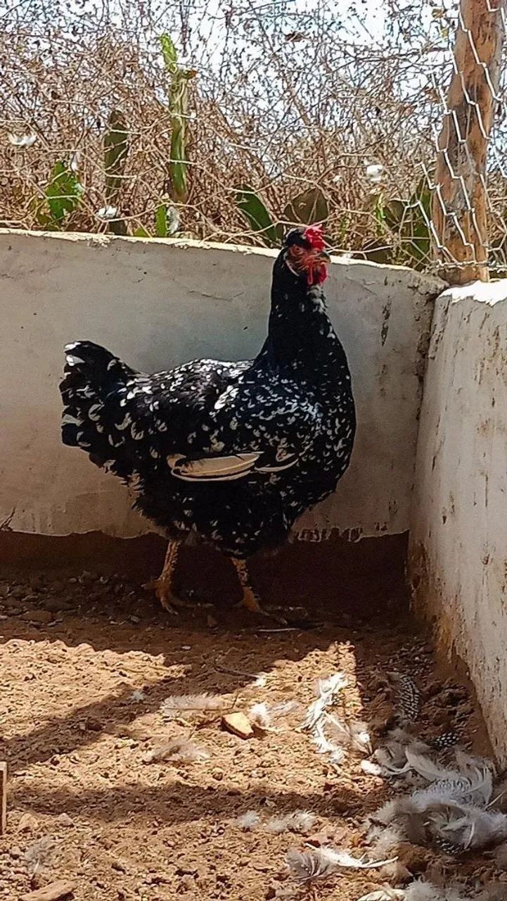 Galinha balao tradicional -  Linda plumagem! - Foto 5