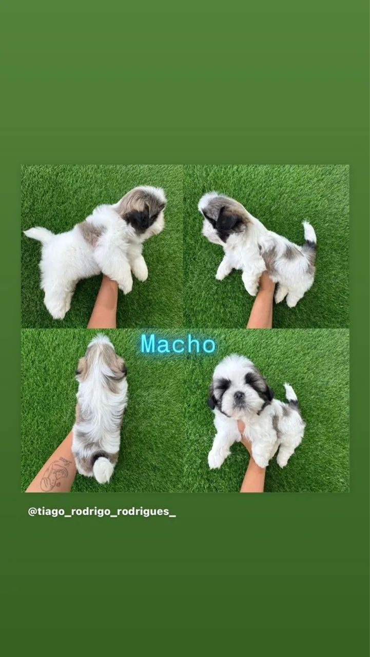 Shihtzu  macho  - Foto 2