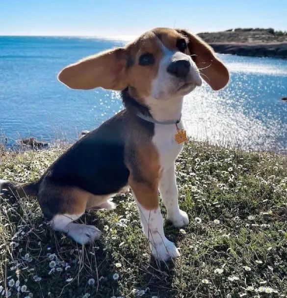 Filhote Beagle, A amizade verdadeira começa com quatro patas!