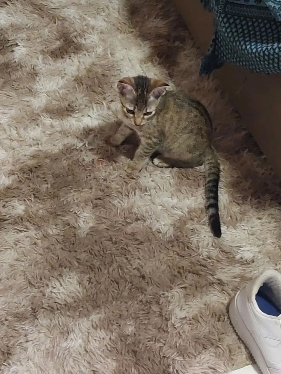 Gatinha super dócil para adoção - Foto 3