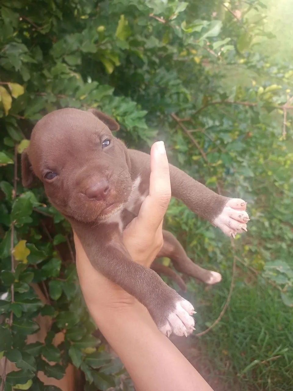 Filhote de Pitbull