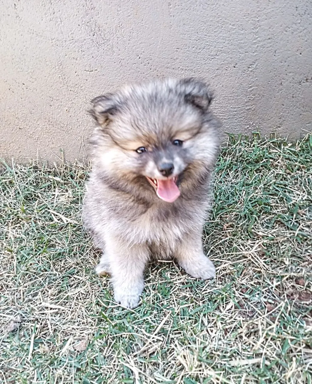 Filhote Machinho de Spitz Alemão, puro e fofo!