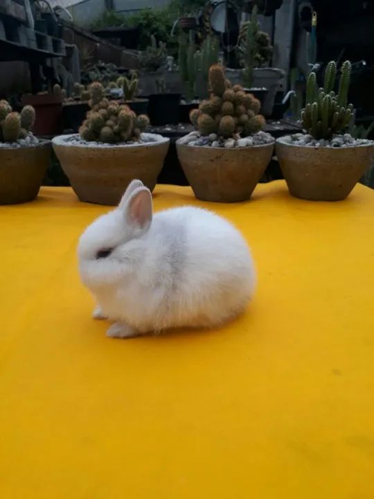Coelho anão importado Netherland dwarf  - Foto 6