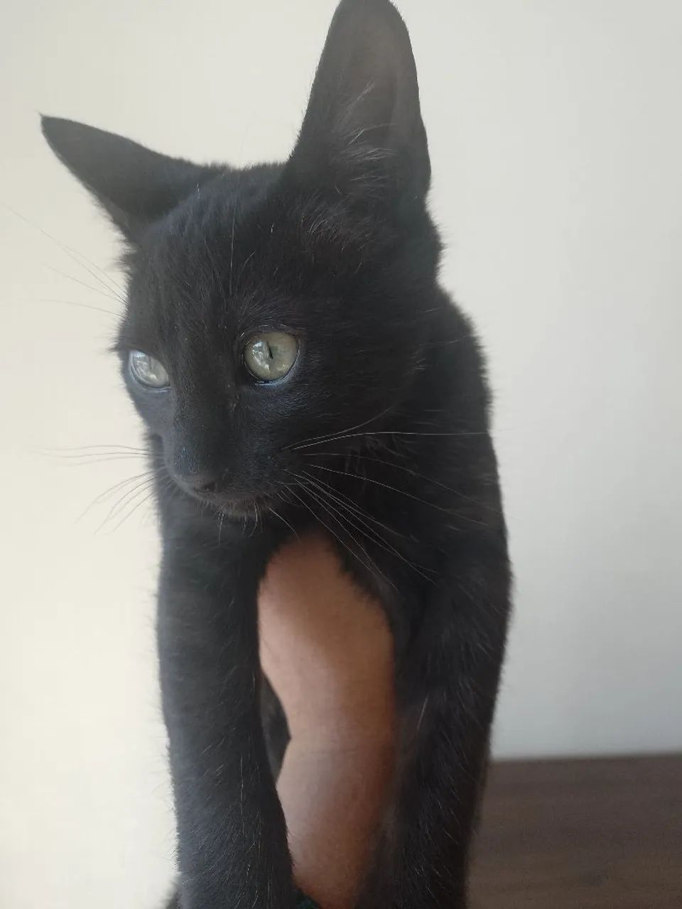 Gatinho preto para adoção