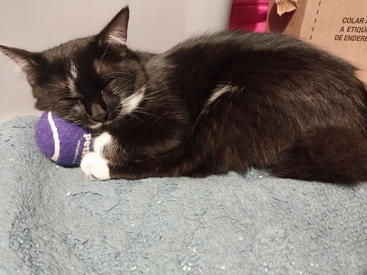 Gatinhas Amlie e Melissa para adoção! - Foto 6