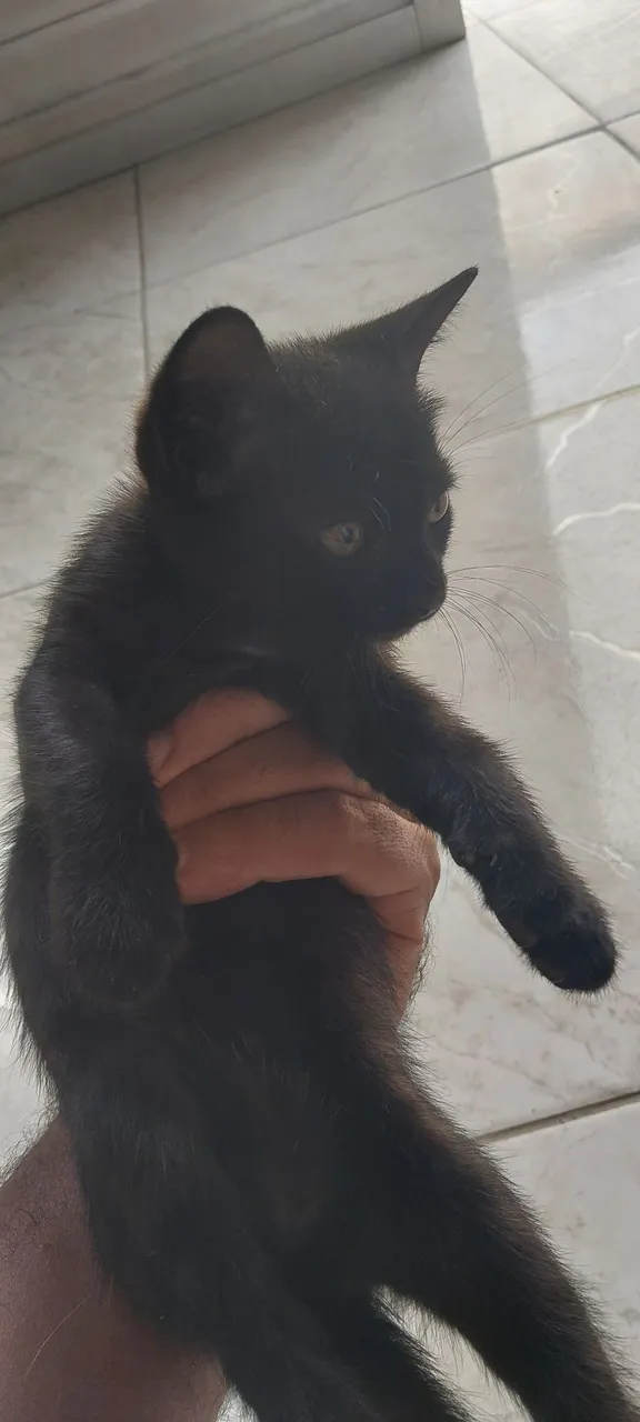 Gatinha preta linda para adoção