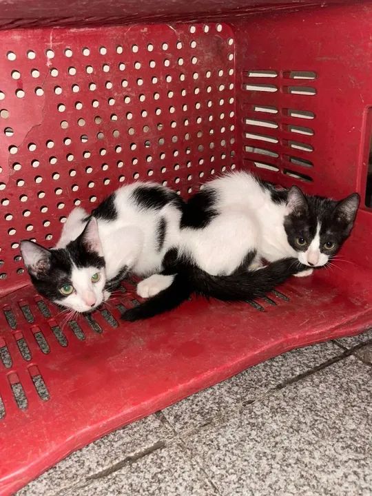 Gatinhos branco e preto, dócil e carinhoso - Foto 5
