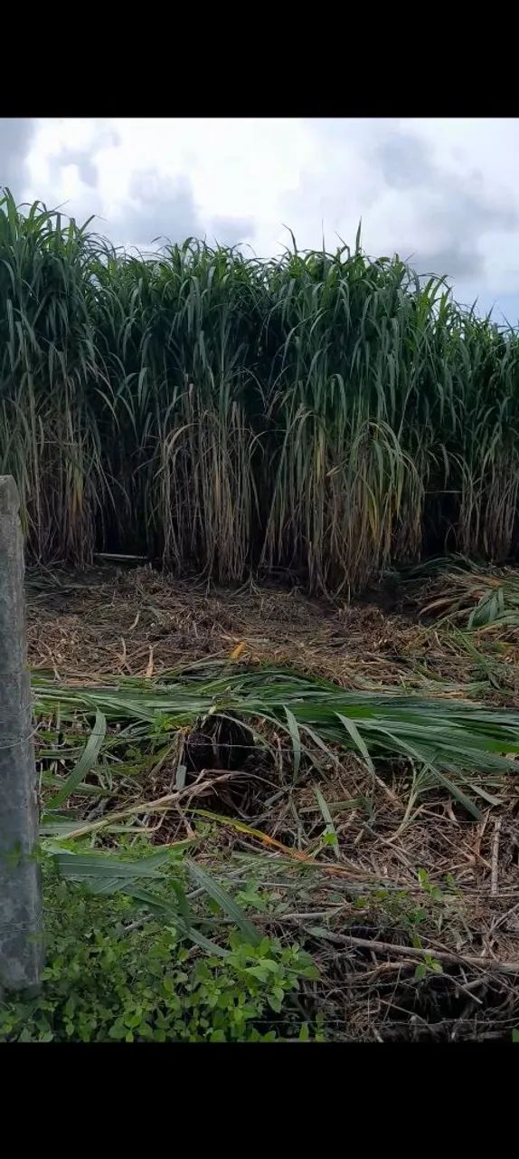VENDO BRS CAPIAÇU E KURUMI MUDAS Capineira de alta produtividade  - Foto 2