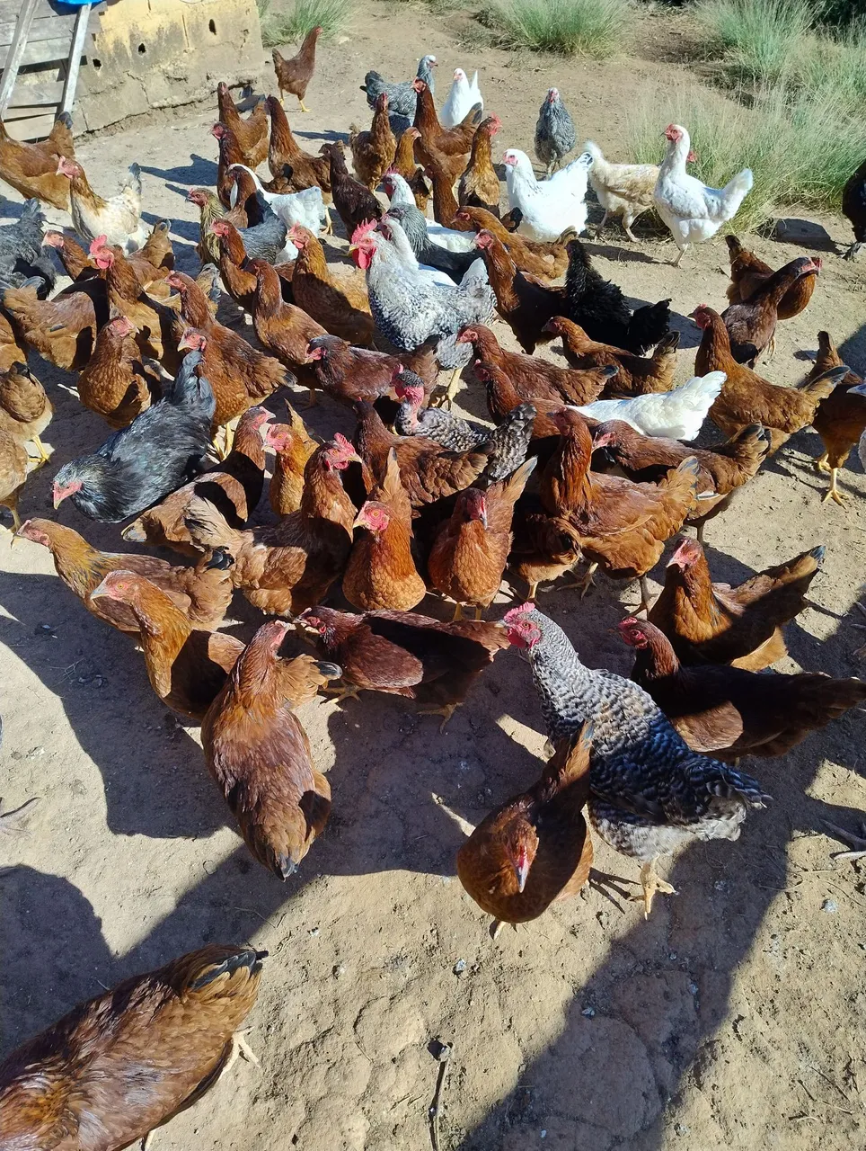 Galinhas para venda