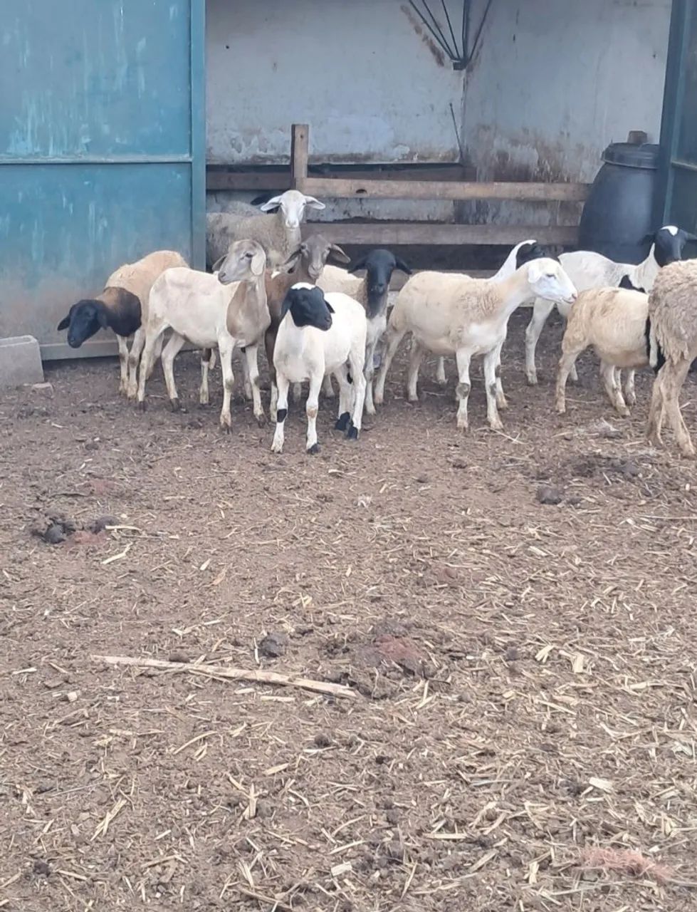 Ovelhas para venda - Foto 3