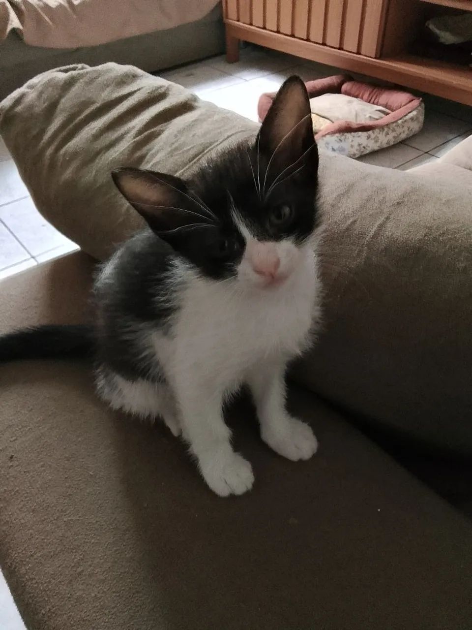 Gata para adoção responsável  - Foto 2