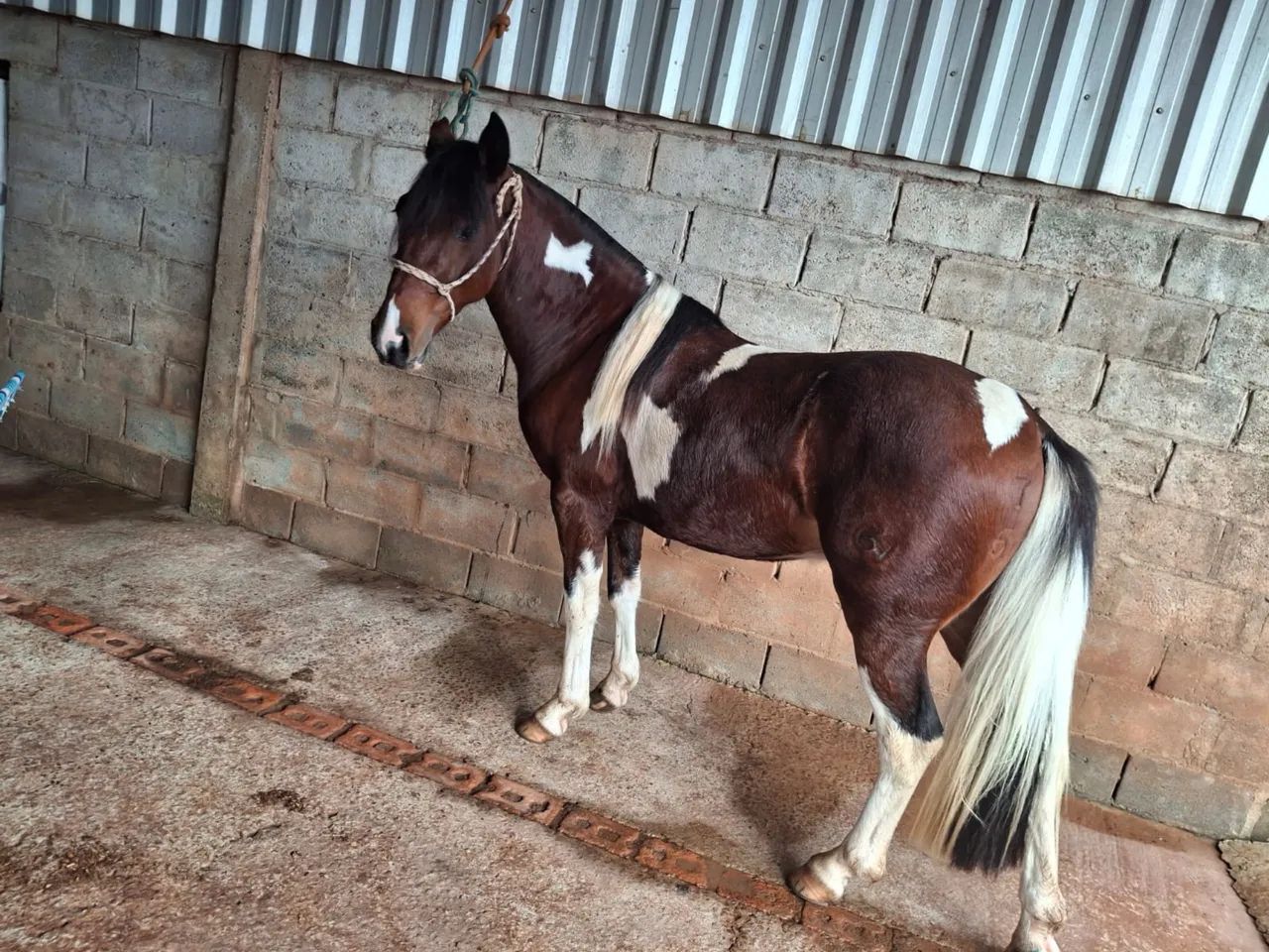 CAVALO CRIOULO REGISTRADO