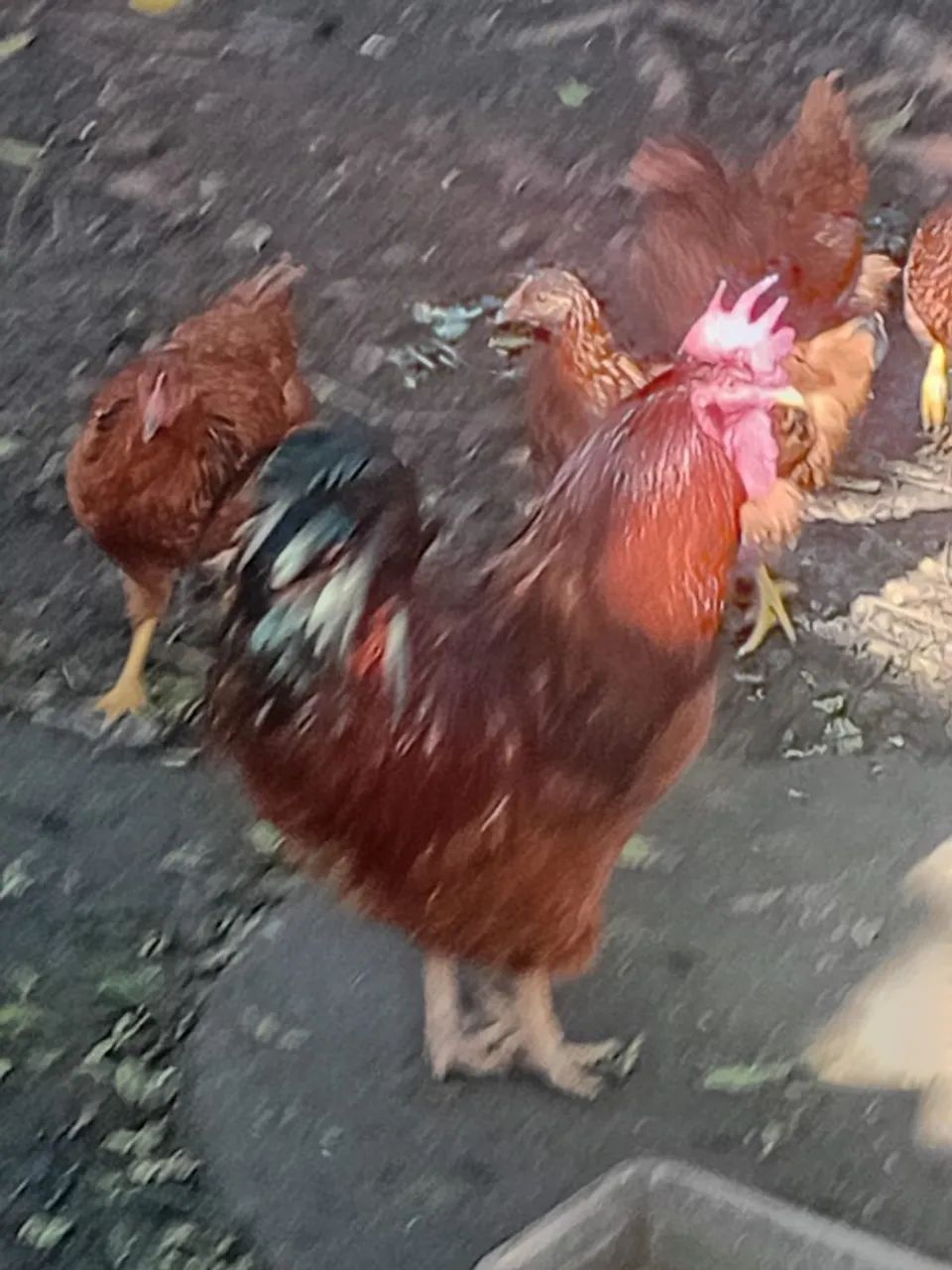 Vendo frango - Foto 2