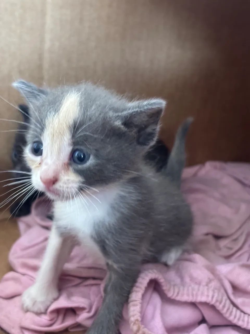 Gatinhos lindos - Foto 5