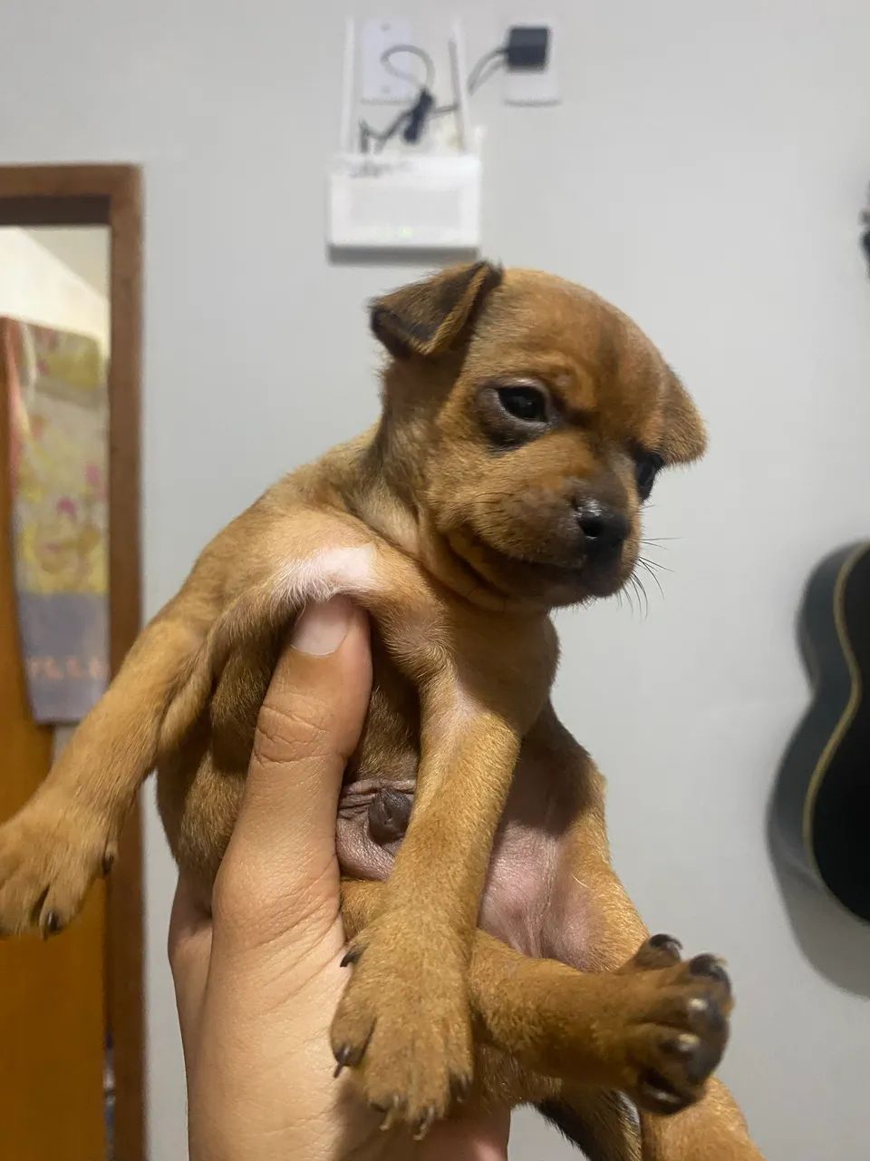 Pinscher - Foto 2