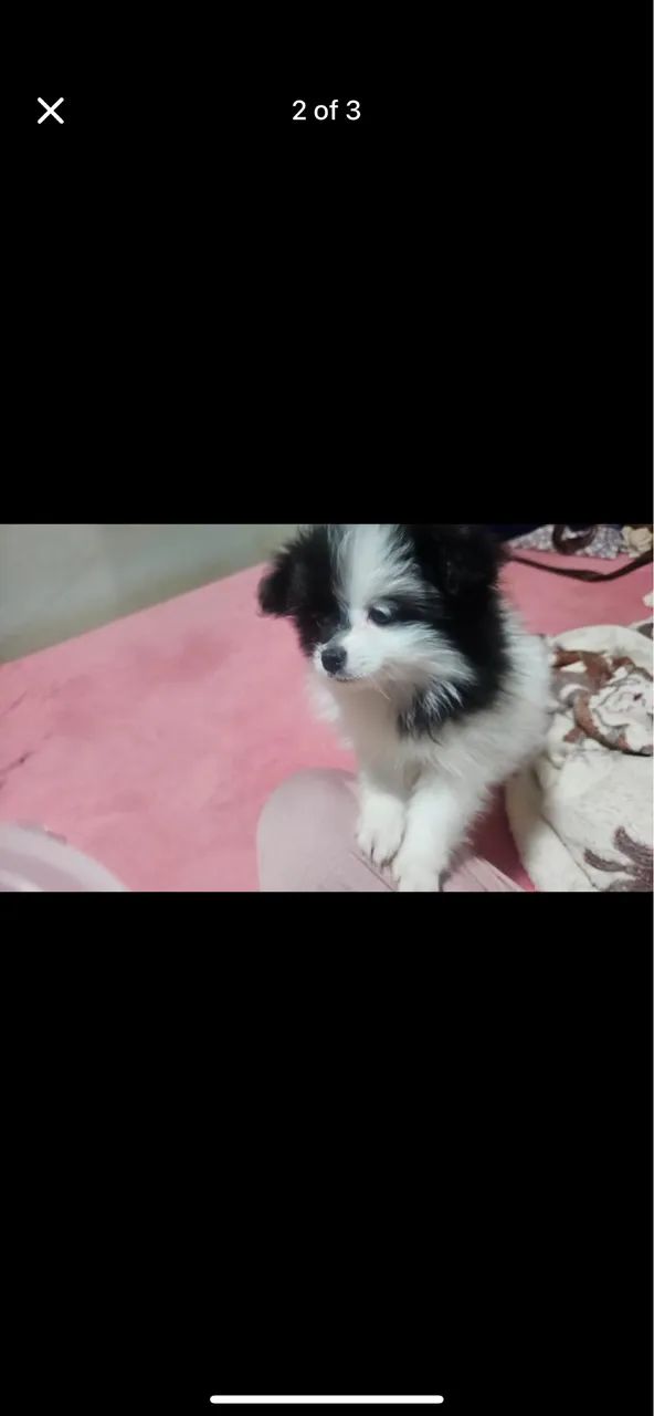 Lulu spitz