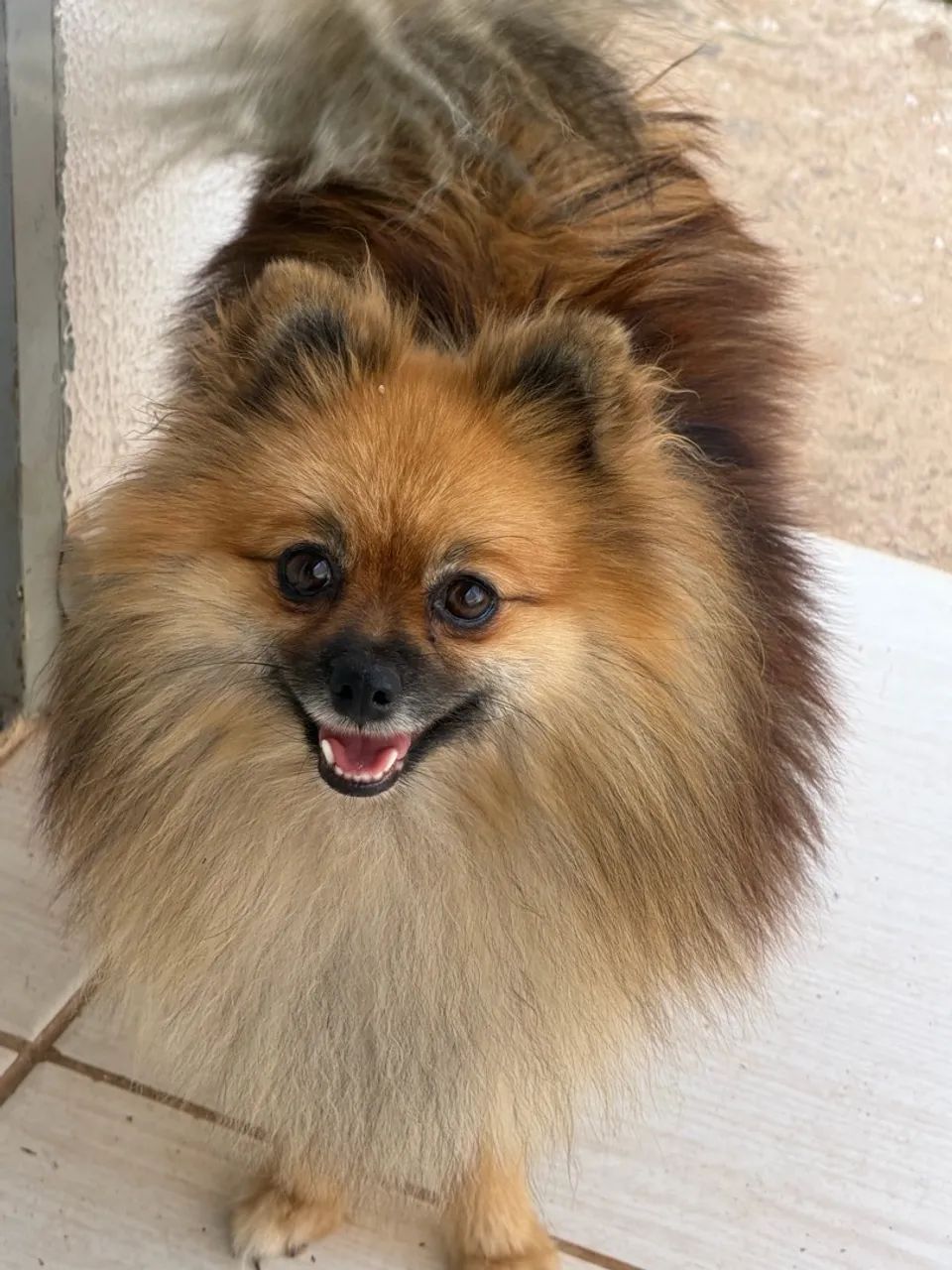 Spitz alemão  - Foto 2