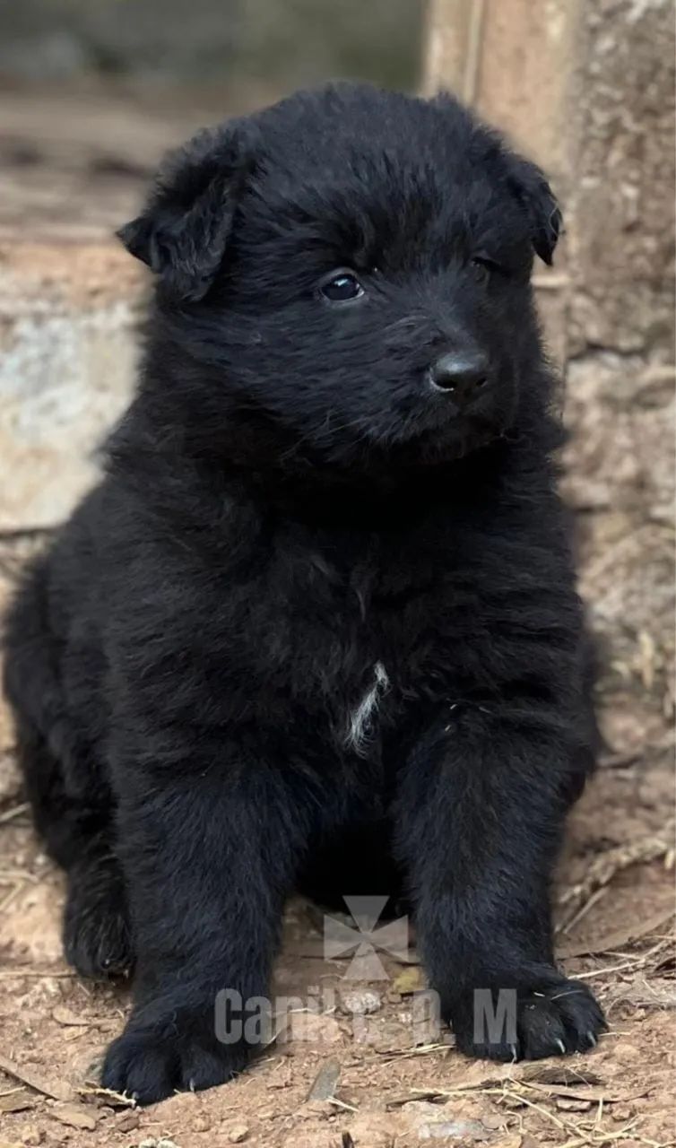 Lindos Filhotes de Pastor Belga de Groenendael - Foto 3