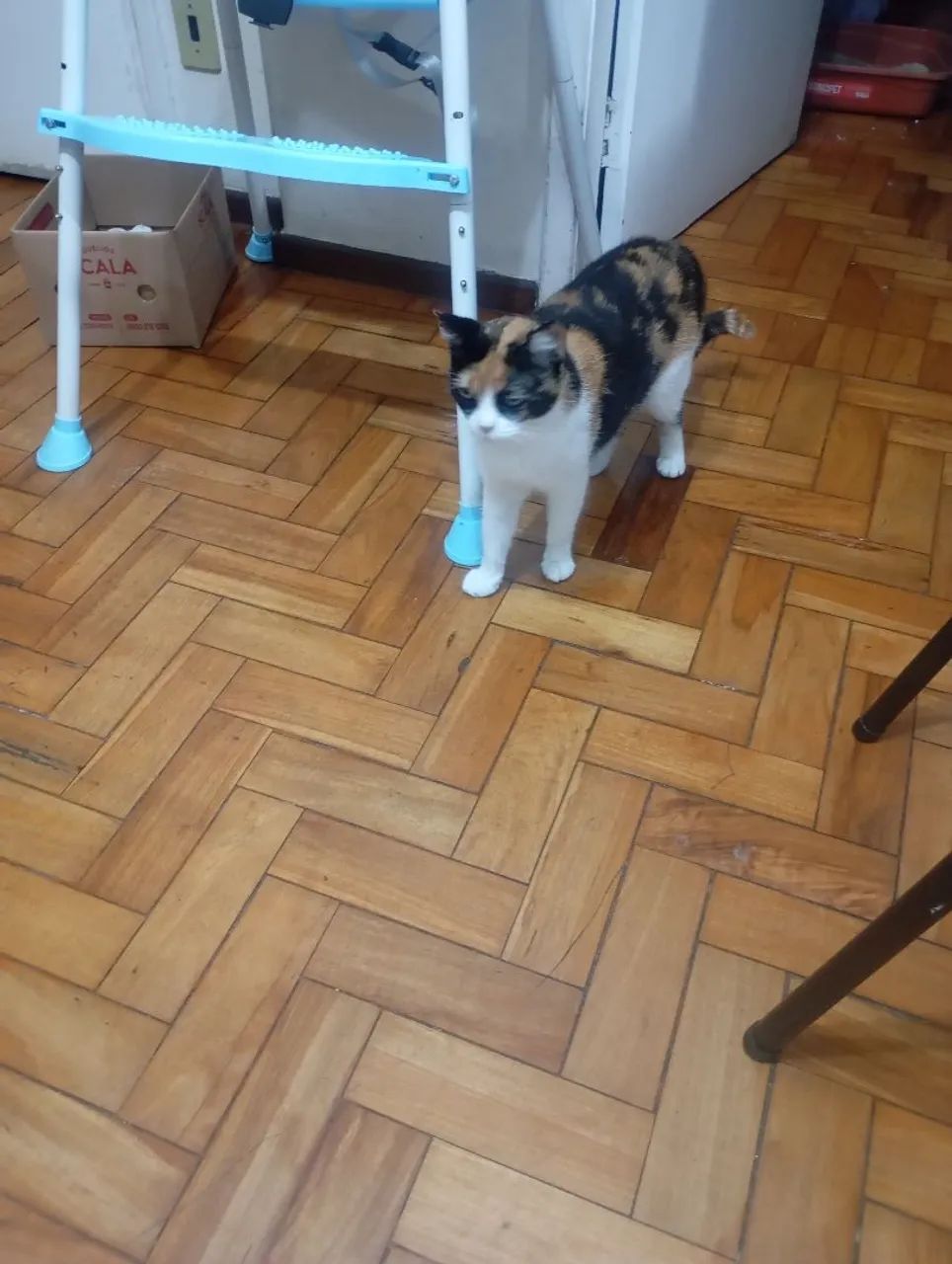Doação de gatinha castrada  - Foto 4