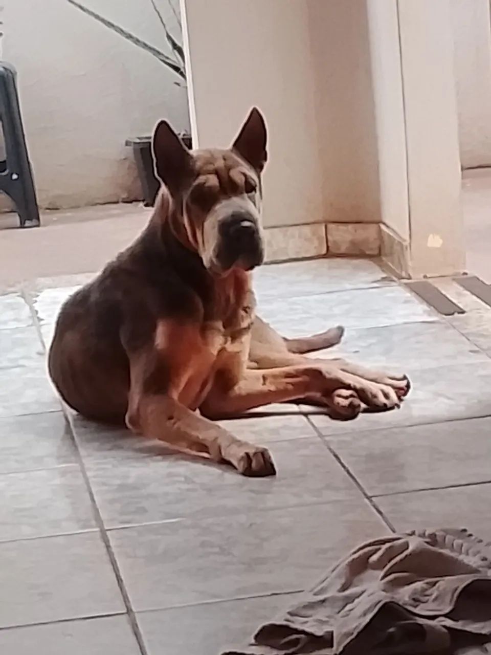 Cachorro  - Foto 2