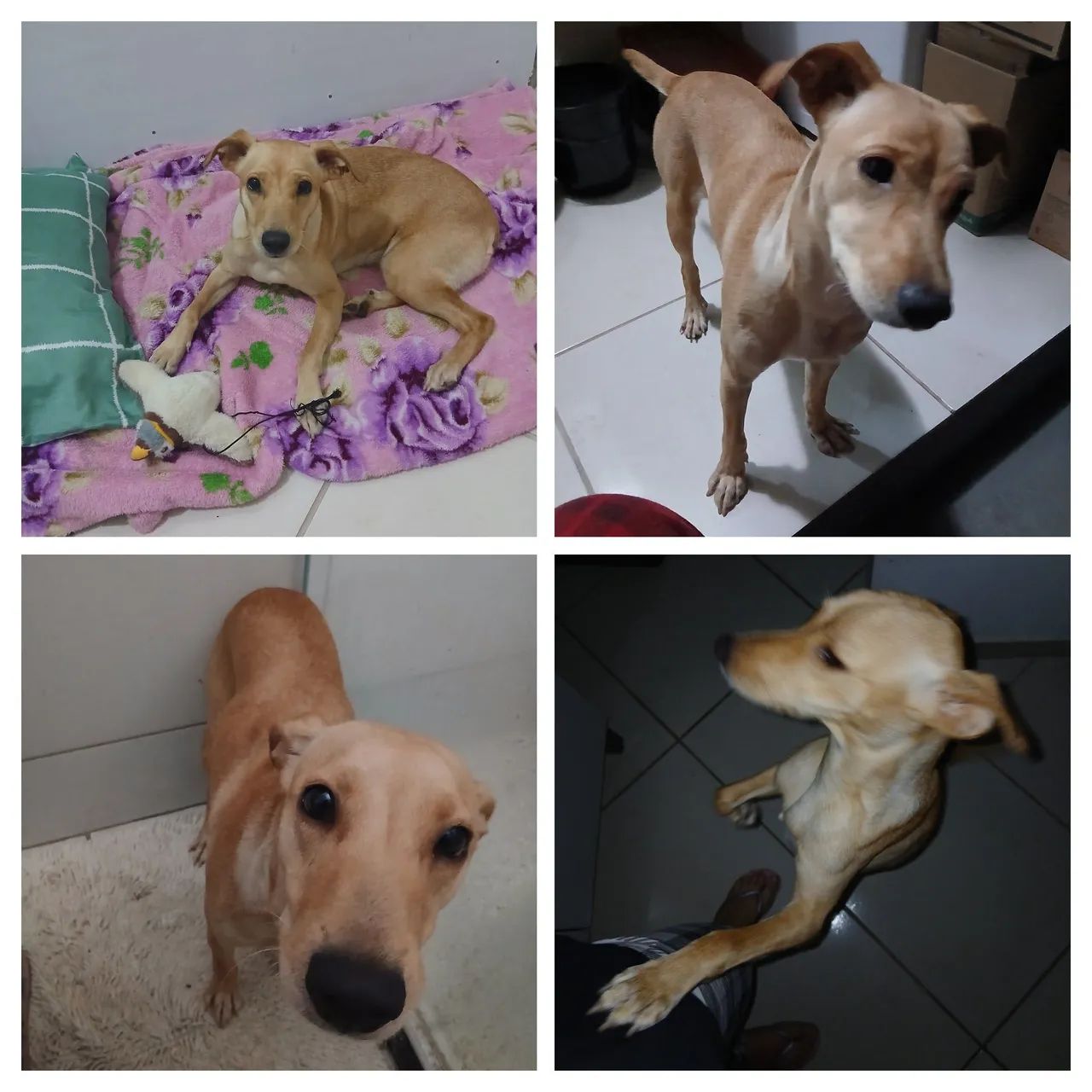 Cadela com 11 meses