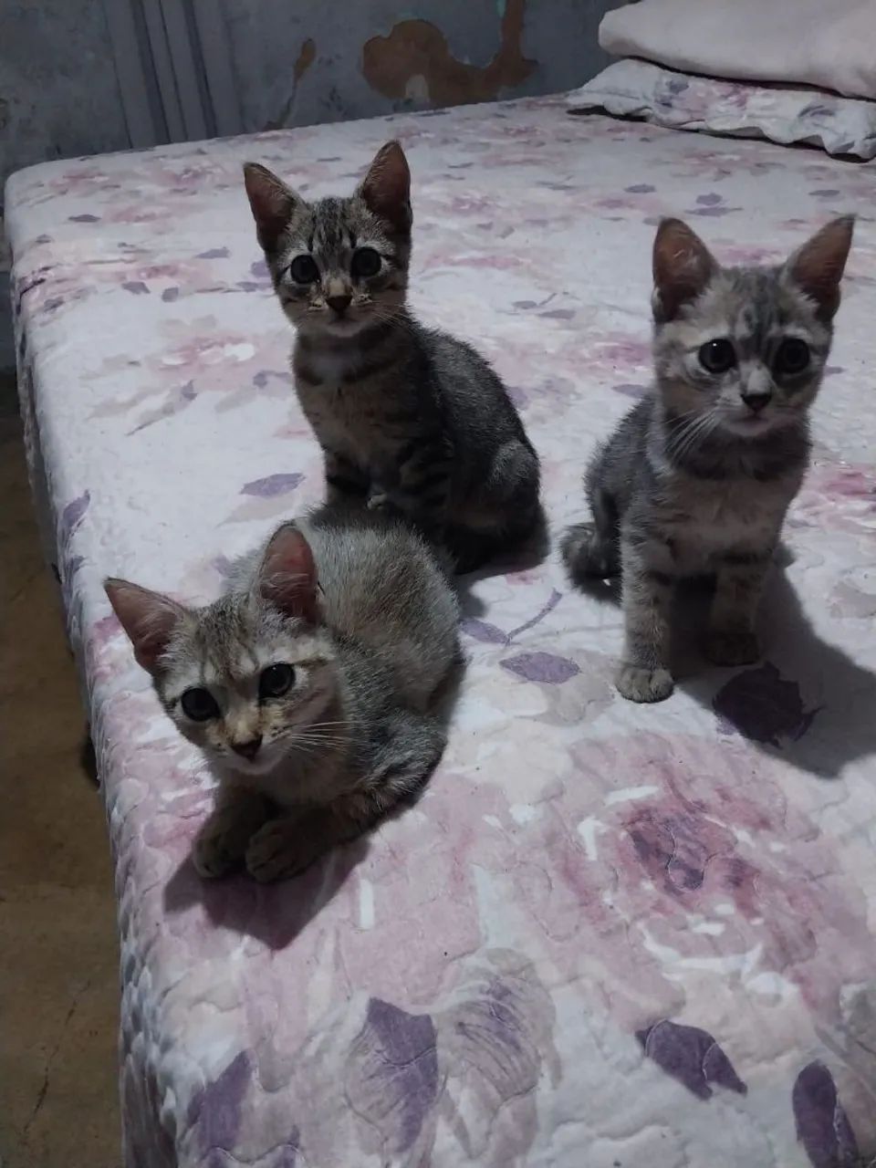 Gatos para adoção  - Foto 2