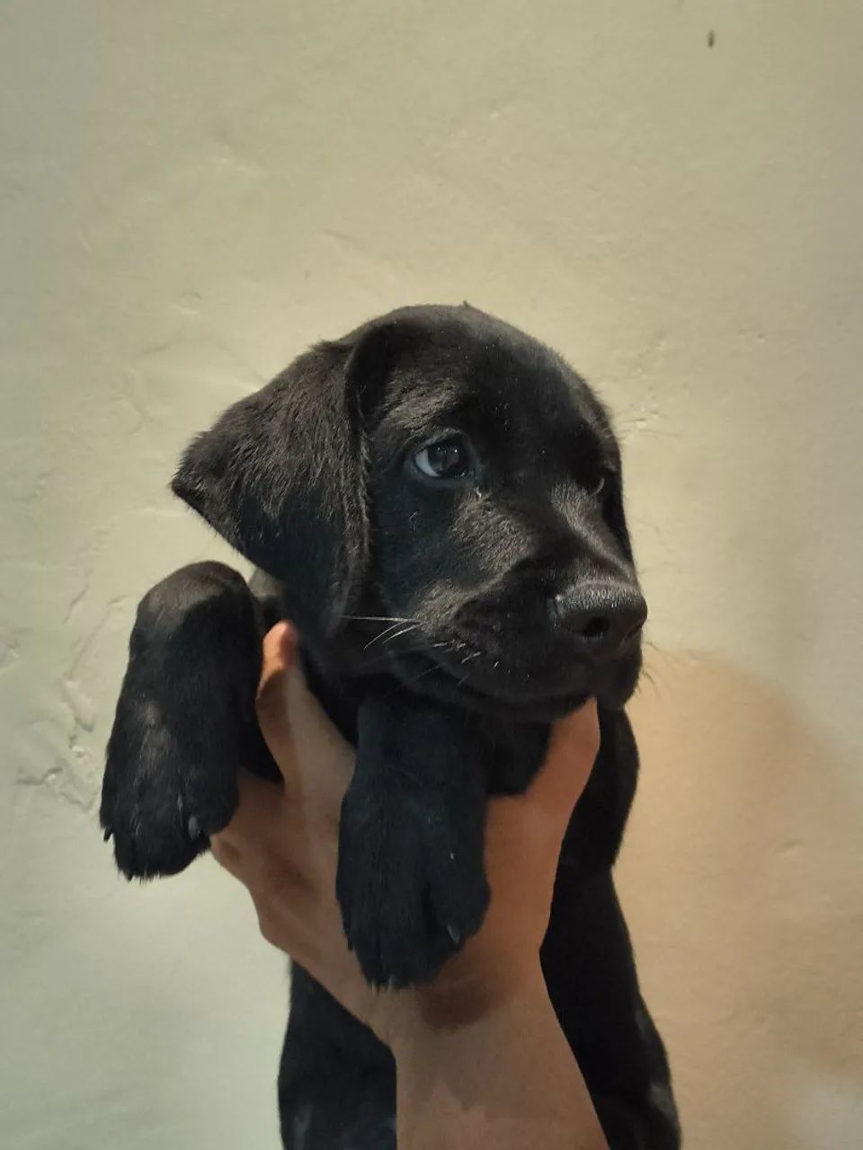 Labrador retriever  - Foto 2