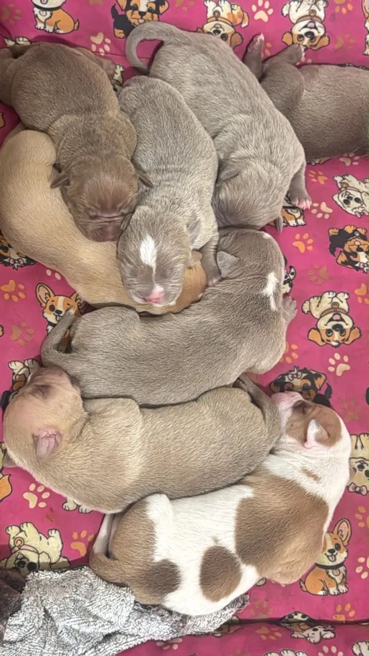 Filhotes American Bully  - Foto 3