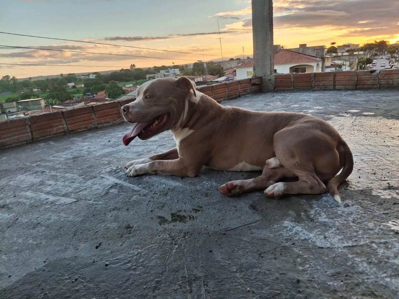 Doação de Pitbull - Foto 2
