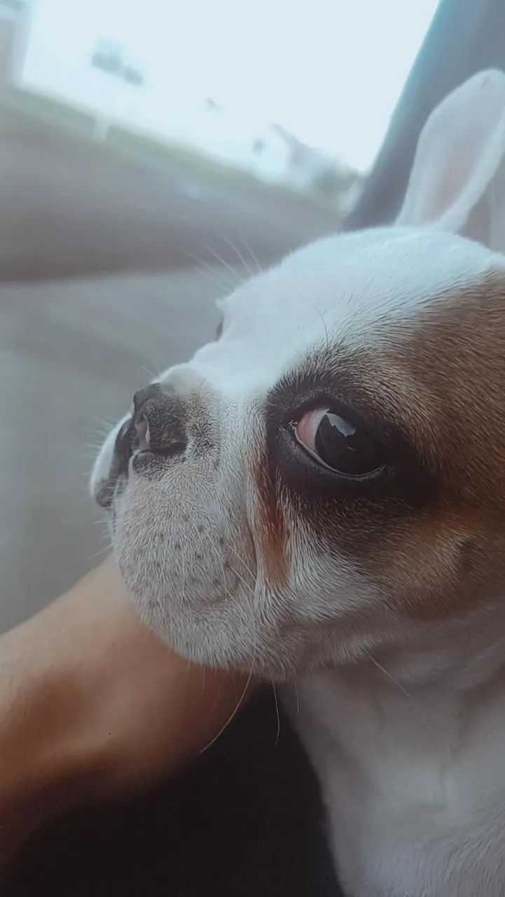 Bulldog frances  - Foto 3