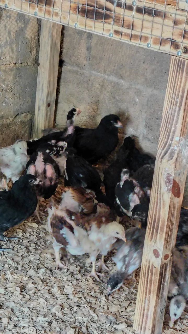 Pintinhos GSB  - Foto 2