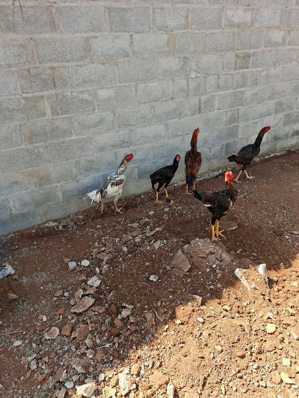 Ovos Frango e pintinho com genética costeiro  - Foto 5