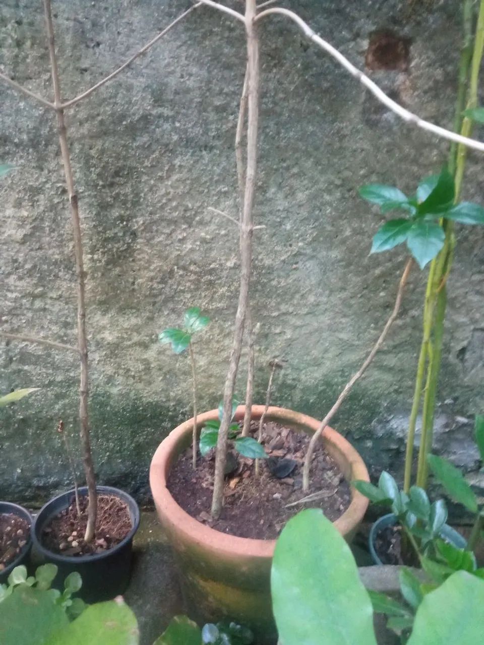 Muda de café - Foto 2