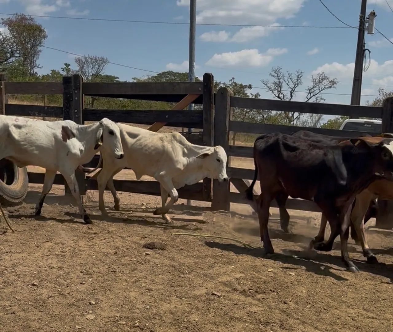 Bezerras  - Foto 3
