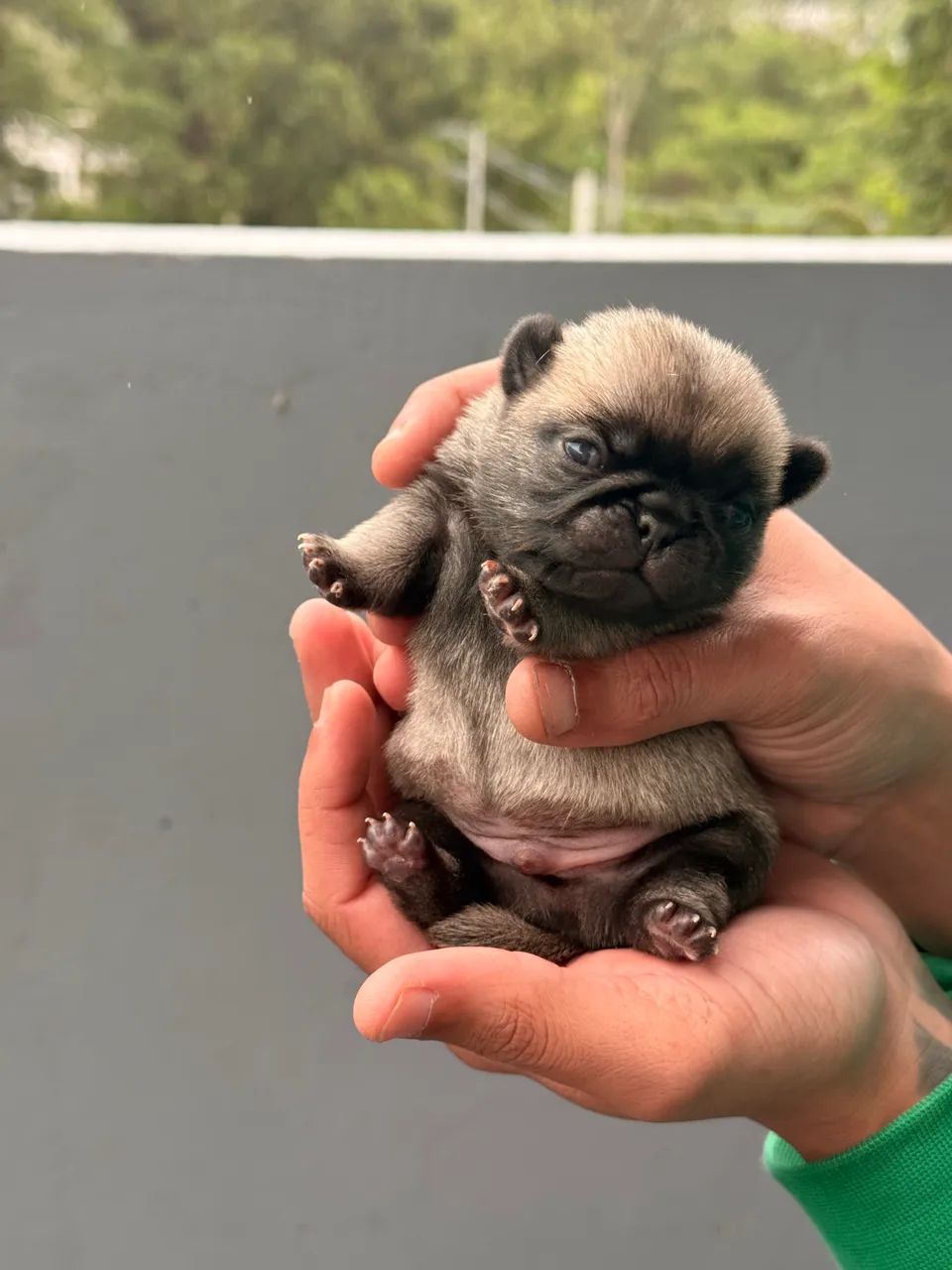 Pug macho  - Foto 3
