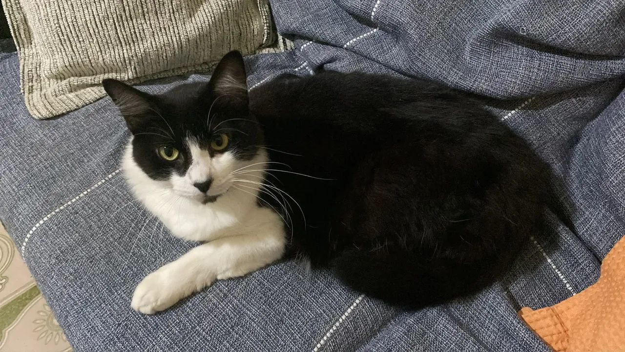 Gata bicolor 