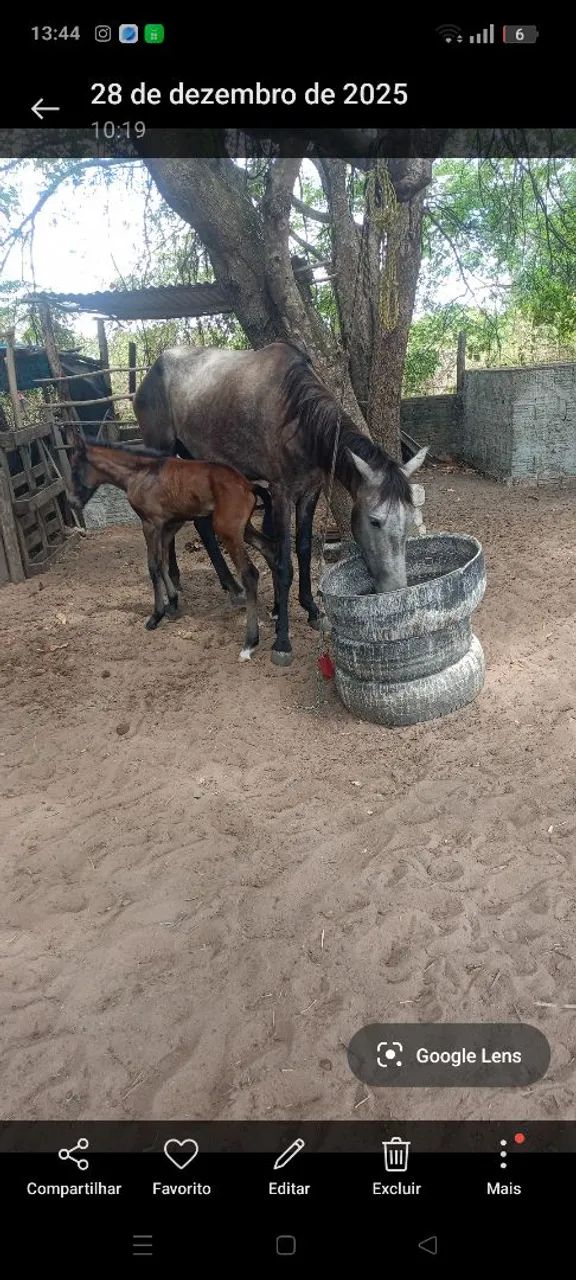 Égua com potro égua tordilho  - Foto 2
